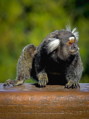 SAGUI OBSERVADOR