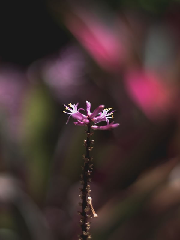 NATUCORES - R