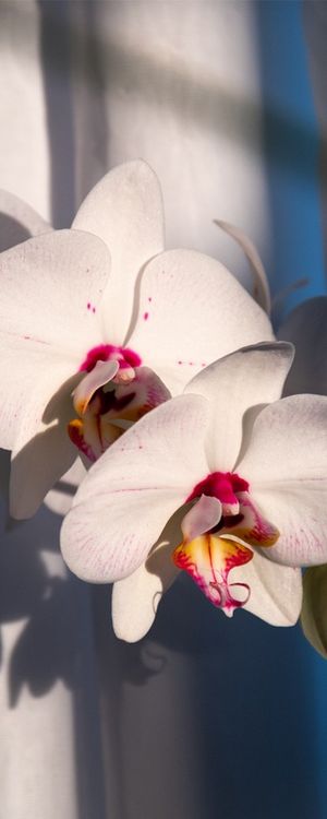 MACRO