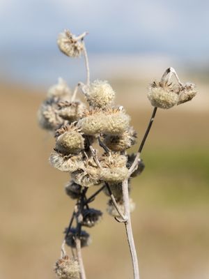 MACRO 4
