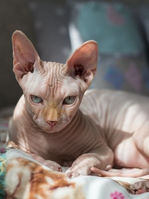 GATO SPHYNX MOON'S CATS GATO SEM PELO