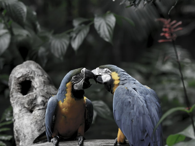 ARARA-CANINDÉ _