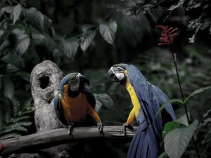 ARARA-CANINDÉ _I