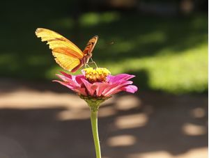 BORBOLETA AMARELA POUSADA NA FLOR ROSA