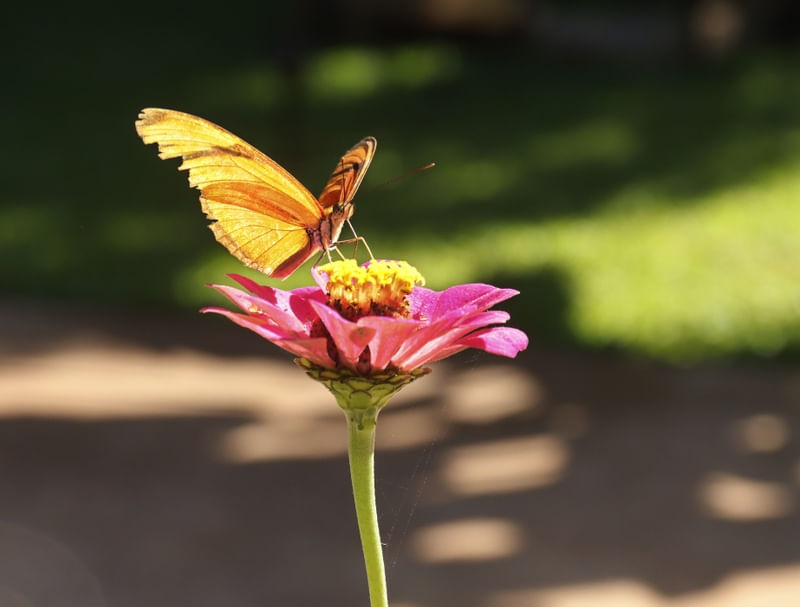 BORBOLETA AMARELA POUSADA NA FLOR ROSA