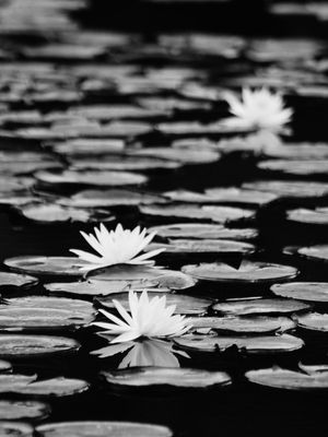 NYMPHAEA ALBA I