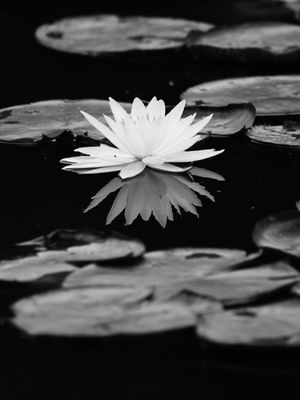 NYMPHAEA ALBA II