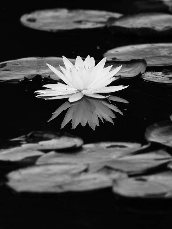NYMPHAEA ALBA II