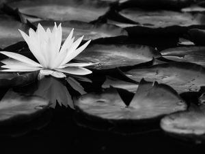 NYMPHAEA ALBA III