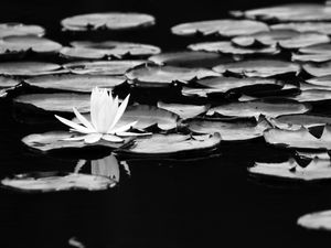NYMPHAEA ALBA IV