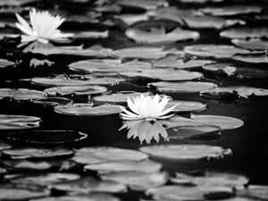 NYMPHAEA ALBA V