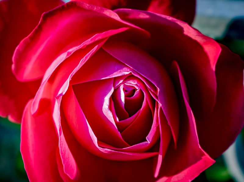 FLORES VARIADAS 17 UA