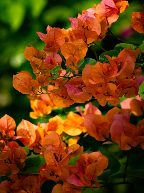 FLORES VARIADAS 08 UA