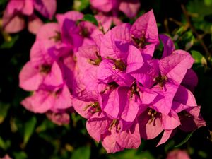 FLORES VARIADAS 11 UA
