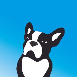 BULLDOG FRANCESA EM FUNDO AZUL