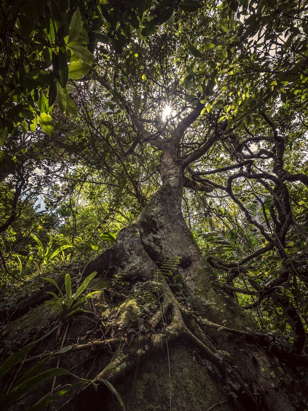 MÃE ÁRVORE