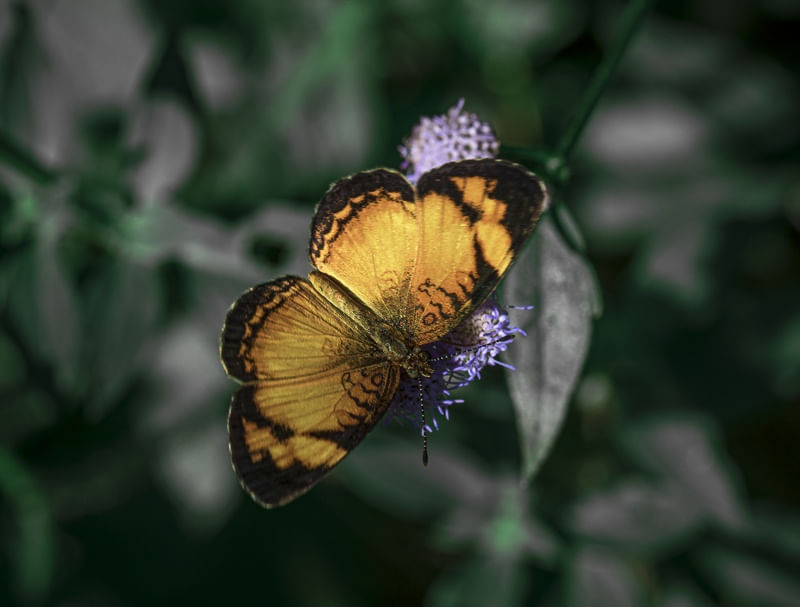 FARFALLA I