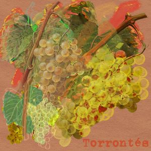 TORRONTÉS