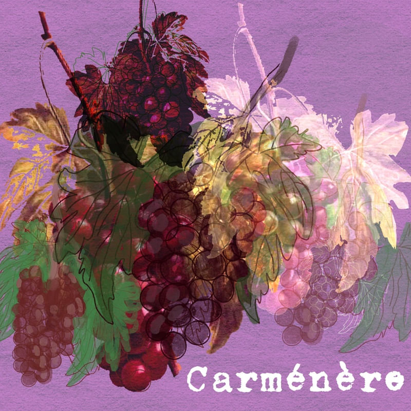 CARMÉNÈRE
