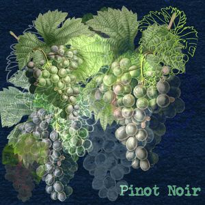 PINOT NOIR