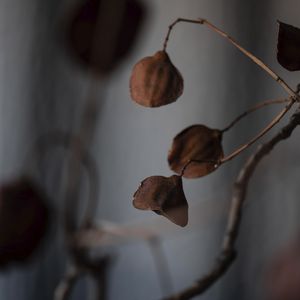 FOLHAGENS DE INVERNO 2