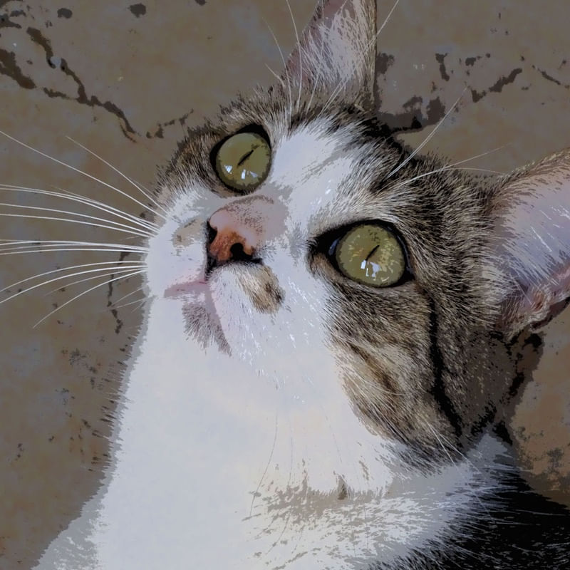 CAT LOOKING UP