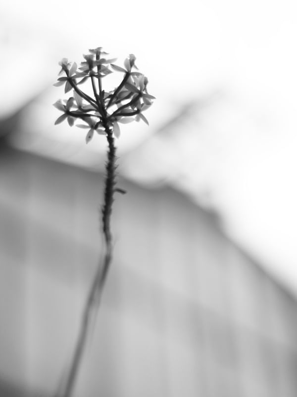 FLORA I