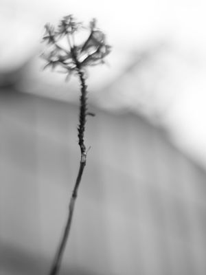 FLORA_II