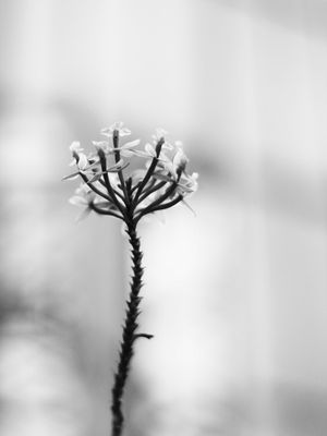 FLORA_III
