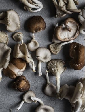 COGUMELOS SILVESTRES