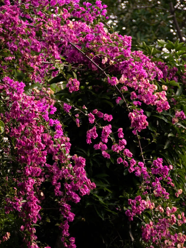 BOUGAINVILLE I