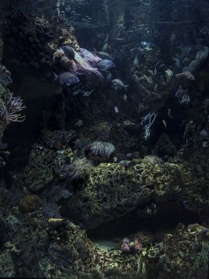 O REFÚGIO DA SEREIA