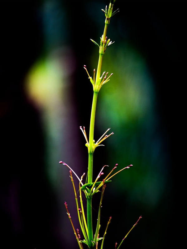 LUZ NA NATUREZA