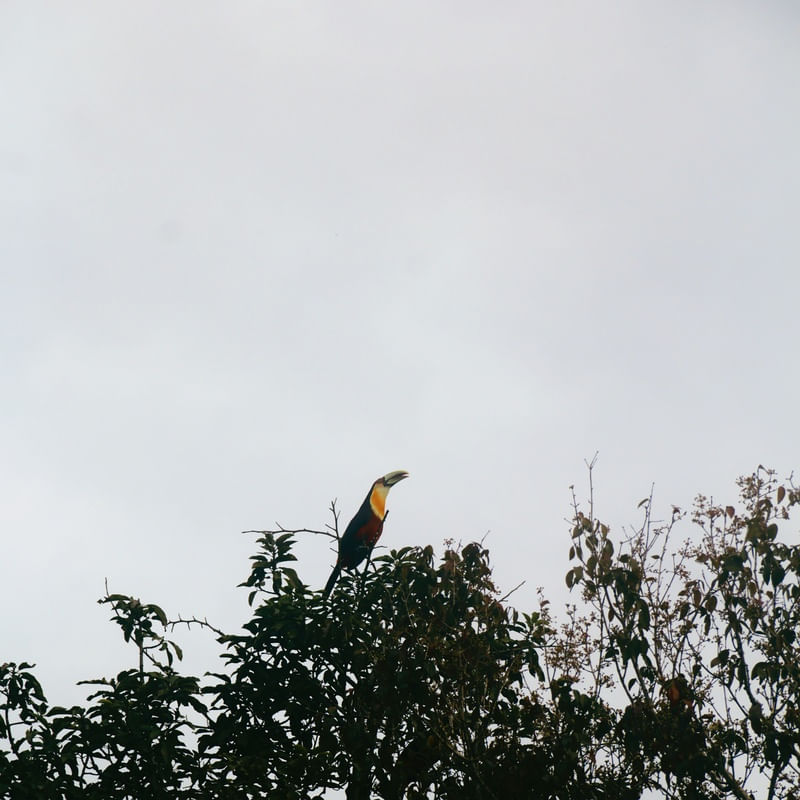 O TUCANO N°6 - 2021