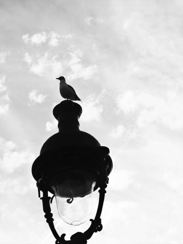 FREEDOM IN PARIS