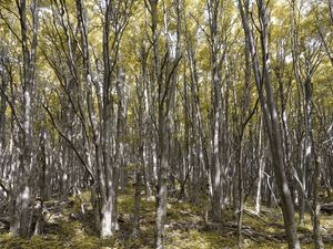 | IN THE WOODS |