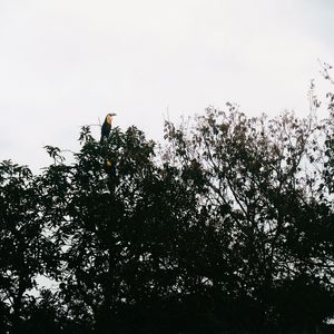 O TUCANO N°7 - 2021