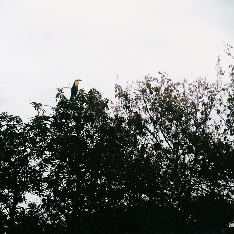 O TUCANO N°7 - 2021