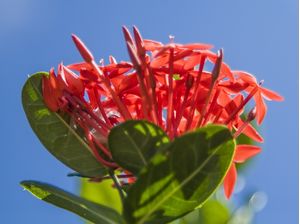 FLORES E CÉU AZUL