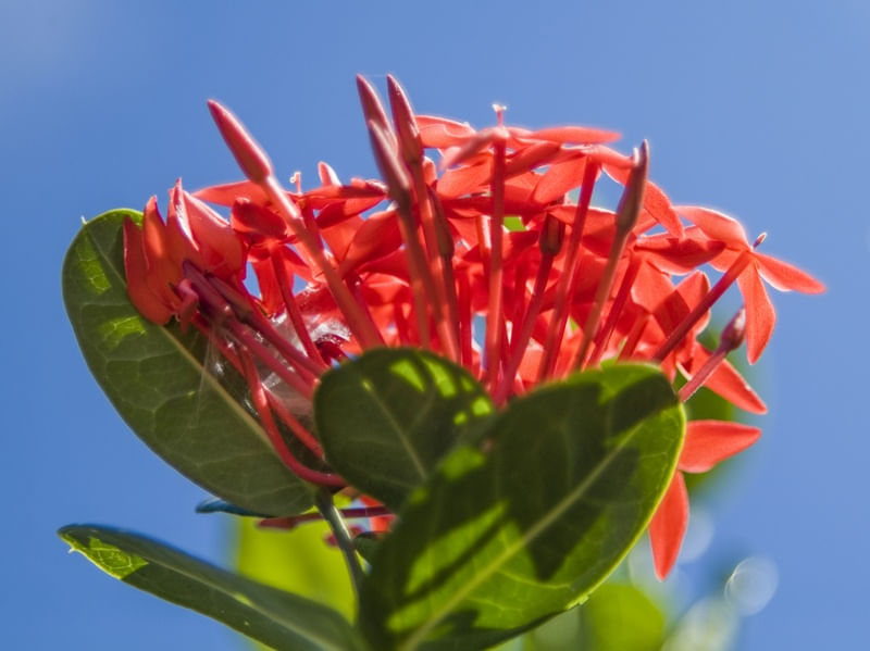 FLORES E CÉU AZUL