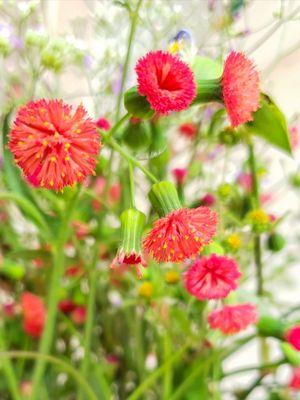 FLORDELICADA