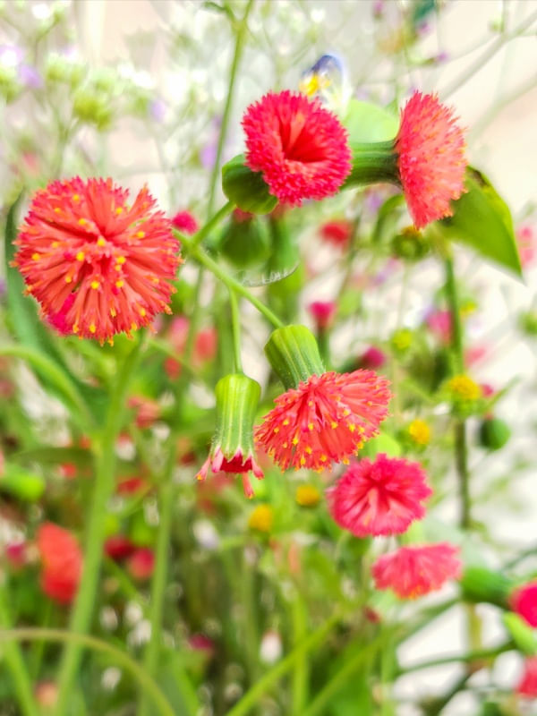 FLORDELICADA