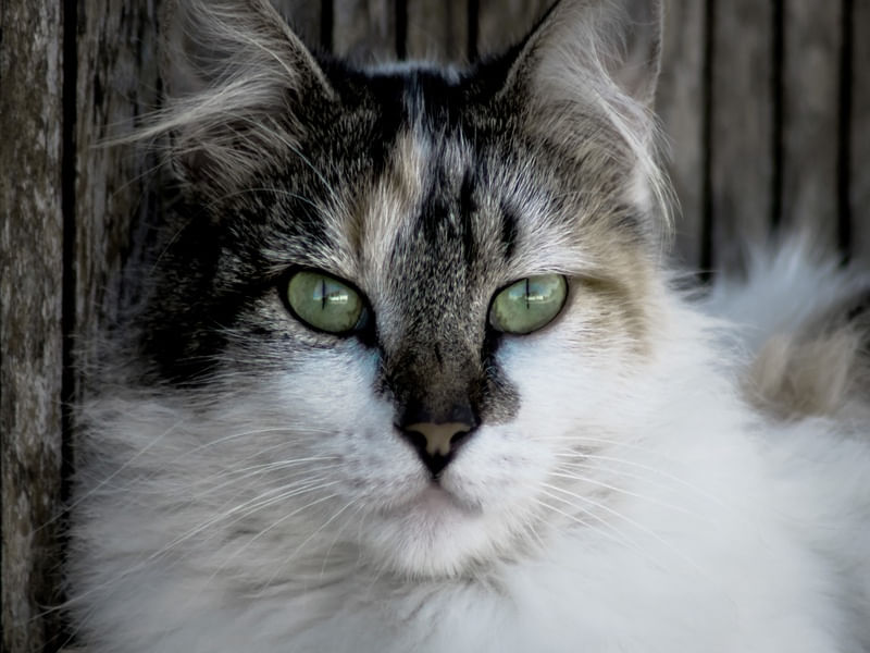 GATO 12 UA