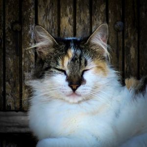 GATO 16 UA