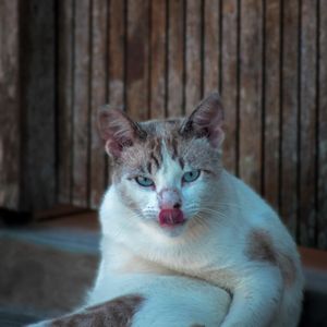 GATO 19 UA