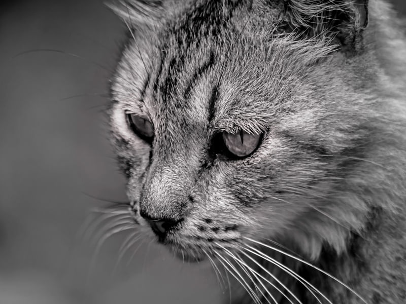 GATO 31 UA