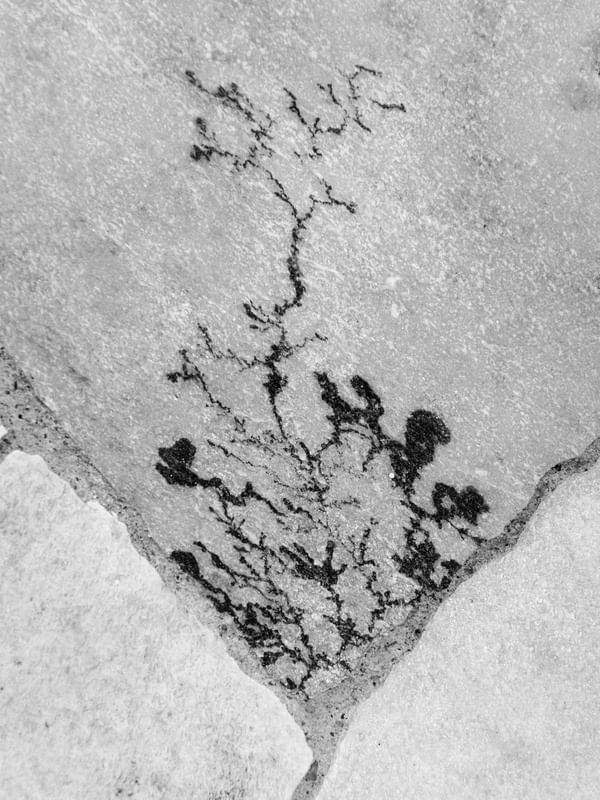ARVORE SOBRE PEDRA