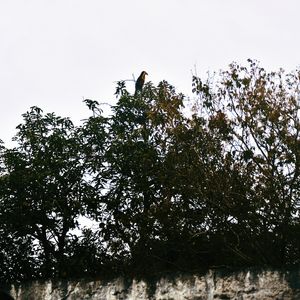 O TUCANO N°1 - 2021