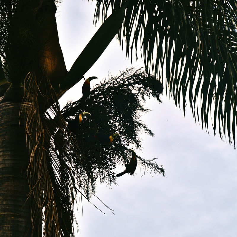 O TUCANO N°2 - 2021