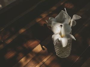 FLORSOMBRA 2